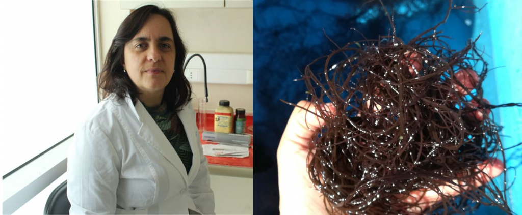 Científicas chilenas desarrollaron extracto de algas que mejora enfermedades metabólicas y neurodegenerativas