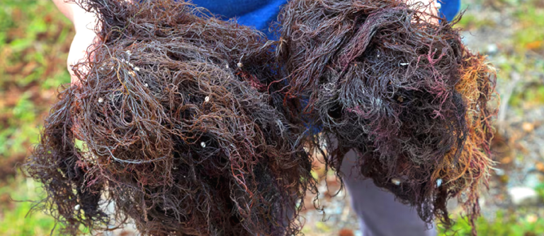 La Tercera destaca proyecto chileno Gracilaria chilensis